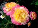 Concours Lepine ® rose photo