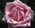 Odette Joyeux rose photo