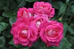 Ville de Villeurbanne ® rose photo