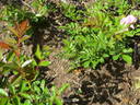 Rose d'Amour rose photo