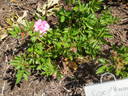 Rose d'Amour rose photo