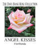 Angel Kisses rose photo