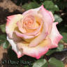 Angel Kisses rose photo