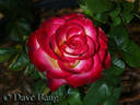 Dreamcatcher rose photo
