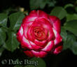 Dreamcatcher rose photo