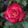 Dreamcatcher rose photo