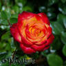 Burning with Passion rose photo