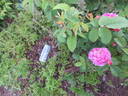 Pergolèse rose photo