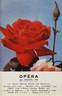 Opera rose photo