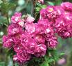 Kleine Rosel rose photo