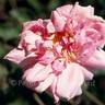 Jean Sisley rose photo
