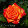 Burning with Passion rose photo