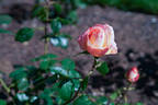 Joyfulness rose photo