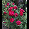 A Night To Remember rose photo