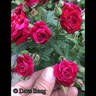A Night To Remember rose photo