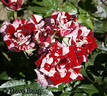 Eureka rose photo