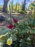 Midnight Sun rose photo