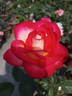 Neue Revue ® rose photo