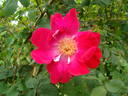 Eddie's Jewel rose photo