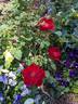Midnight Sun rose photo