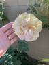 Amelia Earhart rose photo