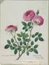 <i>Rosa odorata</i> rose photo
