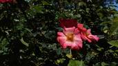 Kwinana rose photo