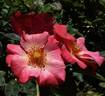 Kwinana rose photo
