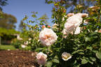 Miss Alice ® rose photo