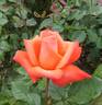 Beauty Star rose photo