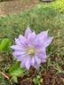 Belle of Woking clematis photo