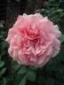Knysna rose photo