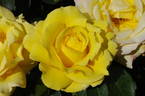Princess Michael of Kent ® rose photo
