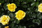 Princess Michael of Kent ® rose photo