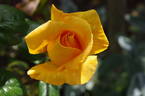 Glenfiddich rose photo