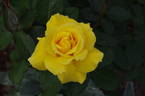 Goldstar rose photo
