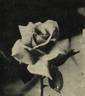 Auréole rose photo