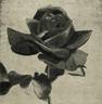 Ville de Gand rose photo