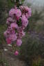 Parfum d'Evita ® rose photo