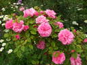 Appoline rose photo
