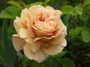 Rehbrunnen rose photo
