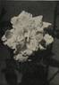 Buccaneer rose photo