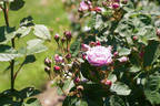 Florence Delattre ® rose photo