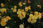 Autumn Sunset rose photo
