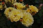 Autumn Sunset rose photo