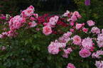 Festive Jewel rose photo