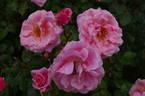 Festive Jewel rose photo