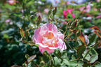 Dapple Dawn rose photo