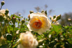 Pegasus rose photo