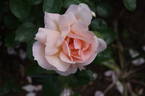 Gardeners' Joy rose photo